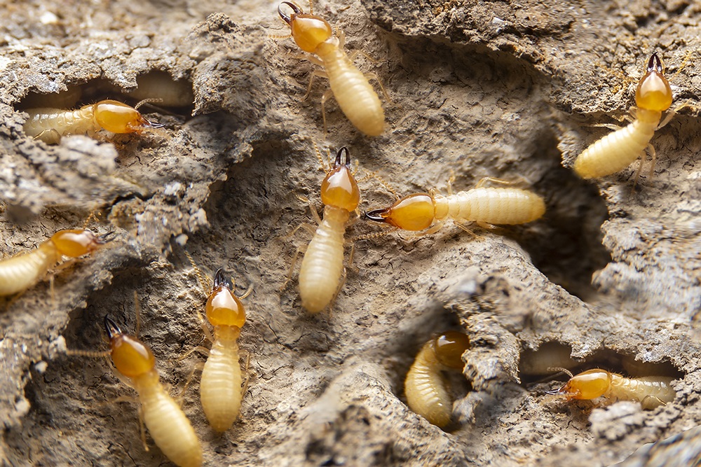 Termites: A Worldwide Menace