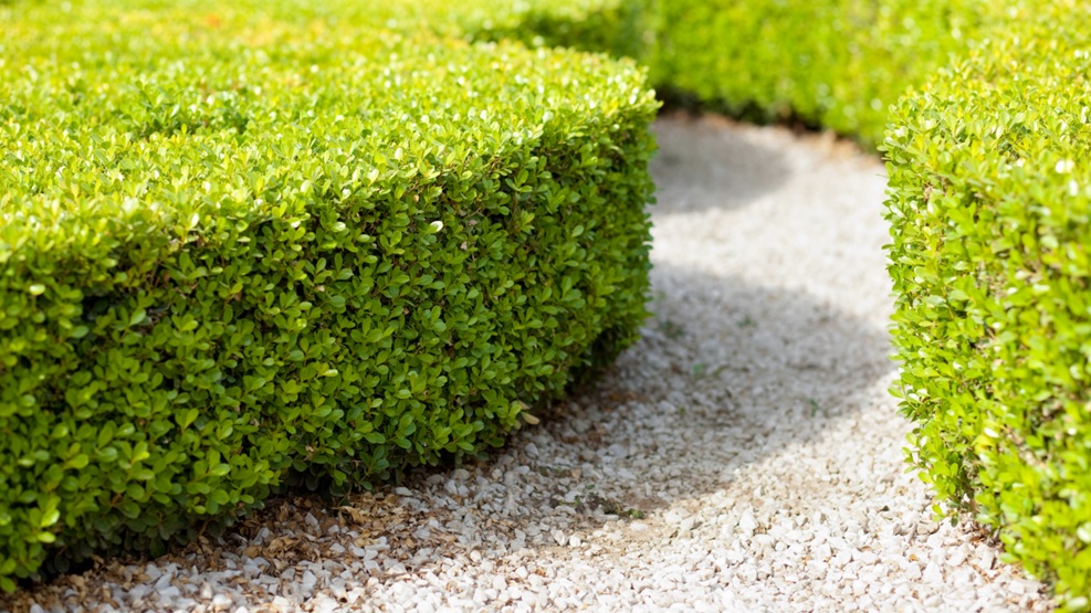 The Perfect Time to Trim or Cut Hedges for a Beautiful Garden