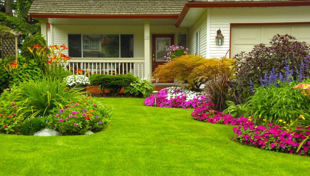 Green and Lush: The Beauty of Grass Sod
