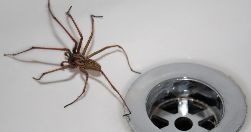 Dealing Unwanted Guests: Do You Have Many Spiders at Home?