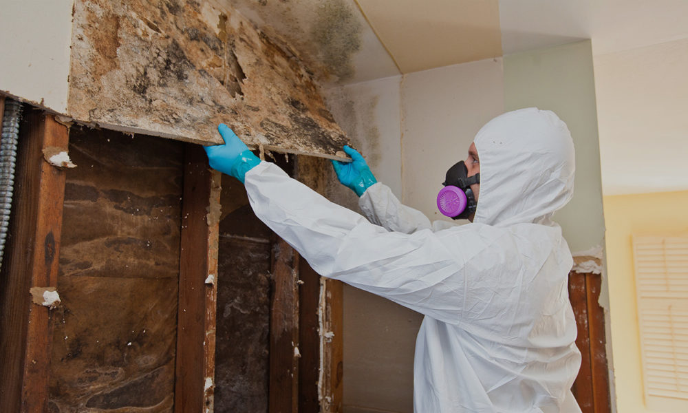 Black Mold Removal